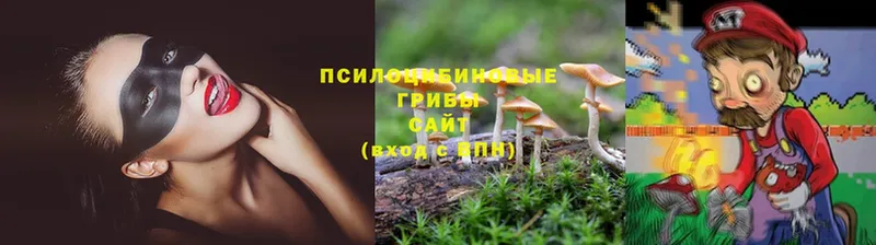 Псилоцибиновые грибы Psilocybine cubensis  Лысково 